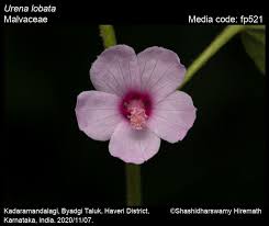 Image result for Urena