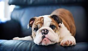 The victorian bulldog is a muscular and athletic breed of dog. Bulldog Dog Breed Information