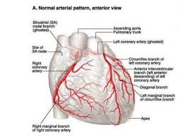 There is a diagonal artery that is a branch of the left coronary artery on the surface of the heart. The Coronary Circulation