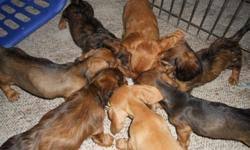 Dachshund pups have long legs and long, sausage shaped bodies, which has given rise to the nickname, sausage dog dachshund puppies for sale near me. Miniature Dachshund Puppies Price 200 For Sale In Castalia Iowa Best Pets Online