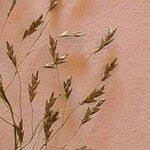 Image result for Eragrostis tenuifolia