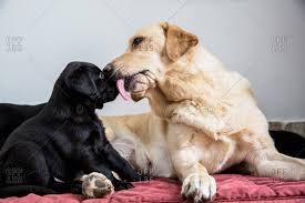 Black Labrador Retriever Stock Photos Offset