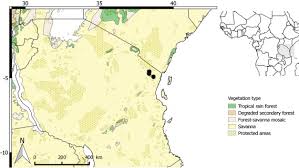 Image result for Polyceratocarpus gossweileri