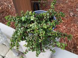 Image result for Portulacaria