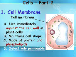 The plant cell wall interacts with the cell inside, which takes up water and presses against the unbending cell wall. 1 A Lies Immediately Against The Cell Wall In Plant Cells B Maintains Cell Shape C Made Of Protein And Phospholipids D Selectively Permeable 1 Cell Ppt Download