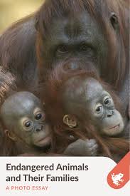 Endangered Animals And Their Families Endangered Animals Animals Endangered