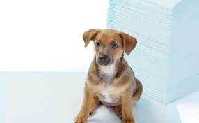 Determining the best pad for your pup can seem daunting initially, given the abundance of options. Reddit How To Train Dog With Puppy Pad Sweetpuppies Amino
