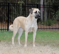 Both were bought at the pet store and are full breeds. Anatolian Puppies Expected