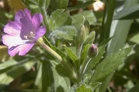 Image result for Epilobium hirsutum