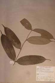 Image result for Memecylon torrei