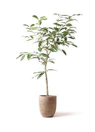 観葉植物 アマゾンオリーブ ムラサキフトモモ 8号 ルーガ アンティコ アルトエッグ 付き 観葉植物ならhitohana ひとはな