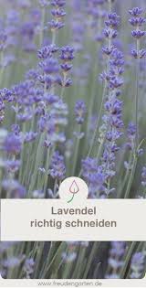 Lavendel Richtig Schneiden Garten Lavendel Lavendel Pflanzen Lavendel