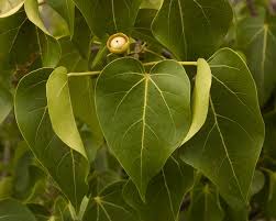 Image result for Thespesia