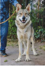 Me encontré un perro lobo 🐺 #fotografo #mascotas | lobo | TikTok