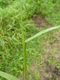 Image result for Paspalum conjugatum
