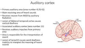 It receives auditory perception and also aids in hearing. Perception Of Sound Part 2 Auditory Pathway Auditory Cortex Olivocochlear Pathway Youtube