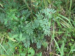 Image result for Tephrosia noctiflora