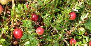 Alaska Is A Berry Fun Place In The Fall