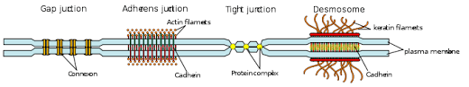 Maybe you would like to learn more about one of these? Cell Junction Wikipedia