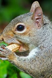 Image result for squirrel