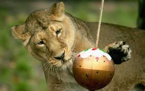 Zoo Pros Howstuffworks Animals Wild Animals Pictures Of Zoo Animals