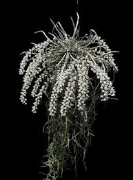 Image result for Microcoelia corallina