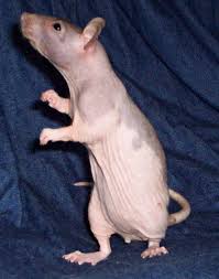 Check spelling or type a new query. Hairless Rat Care And Diet How To Properly Care For Them