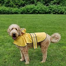 Thinkpet Outdoor Dog Raincoat Detailed Review Dog
