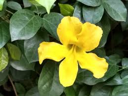 I have a ten year old male siamese. Cat S Claw Uncaria Tomentosa Monograph
