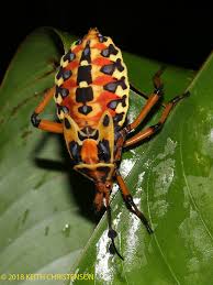 Image result for Tapinanthus quequensis