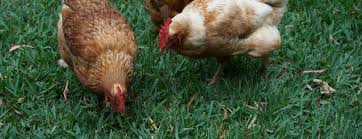 Check spelling or type a new query. How To Humanely Kill A Chicken Insteading