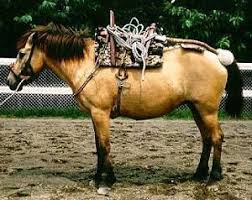 If you have any comments or suggestions, please click here. Horses In Japan The Samurai S Preferred Breed Of Horse