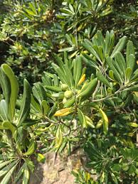 Image result for Pittosporum abyssinicum