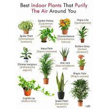 Lidah buaya (aloe vera) adalah tanaman asli daerah tropis. Ready Stock Aloe Vera Real Plant Anak Pokok Pokok Lidah Buaya Aloevera Shopee Malaysia