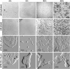 Enterica is the type species and is further divided into six subspecies that include over 2,600 serotypes. Roles Of Curli Cellulose And Bapa In Salmonella Biofilm Morphology Studied By Atomic Force Microscopy Bmc Microbiology Full Text