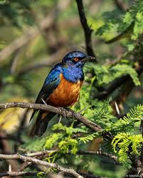 Image result for Tragia hildebrandtii