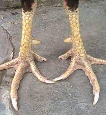 Gambar elang burung alam hewan hewan liar bulu. Jenis Kaki Burung Dan Fungsinya Bimbel Brilian