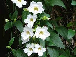 Pin On Gardening