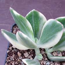 Image result for Crassula vaginata
