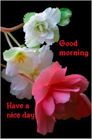 Bells flower with blue flower. Sign In Good Morning Beautiful Flowers Good Morning Beautiful Good Morning Flowers