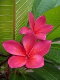 Frangipani What I Wore In My Hair The Day Of My Wedding Beautiful Tropical Things I Love Flowers Plumeria Flowers Flowering Trees