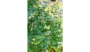 Image result for Fagus sylvatica Cockleshell
