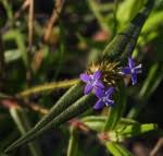 Image result for Spermacoce subvulgata