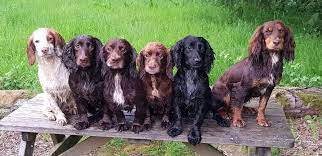 How far can a cocker spaniel run? Blackdown Working Cocker Spaniels Home Facebook