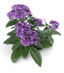 We did not find results for: Heliotrope Color Hex Code Is Df73ff