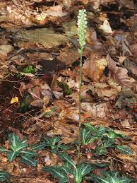 Image result for Goodyera