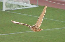 Eurasian eagle owls have made a comeback in the uk. Eurasian Eagle Owl Wikipedia