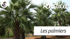 Pot, graines et pastille en fibre de noix de coco. Les Palmiers Resistants Au Froid Youtube