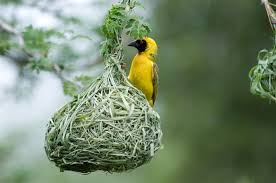 Different Birds With Their Nests Weaver Bird Bird Bird Nest Beautiful Birds