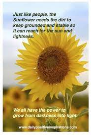 Sunflowers Quotes Sunflowers And Quotes Sunflowers Lights Quotes 3 Sunflower Quotes Flower Quotes Sunflower